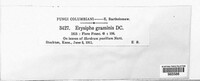 Blumeria graminis image